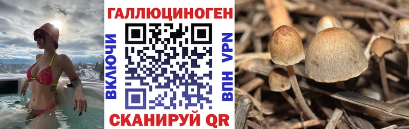 darknet клад  Чернушка  Галлюциногенные грибы Psilocybe  наркошоп 
